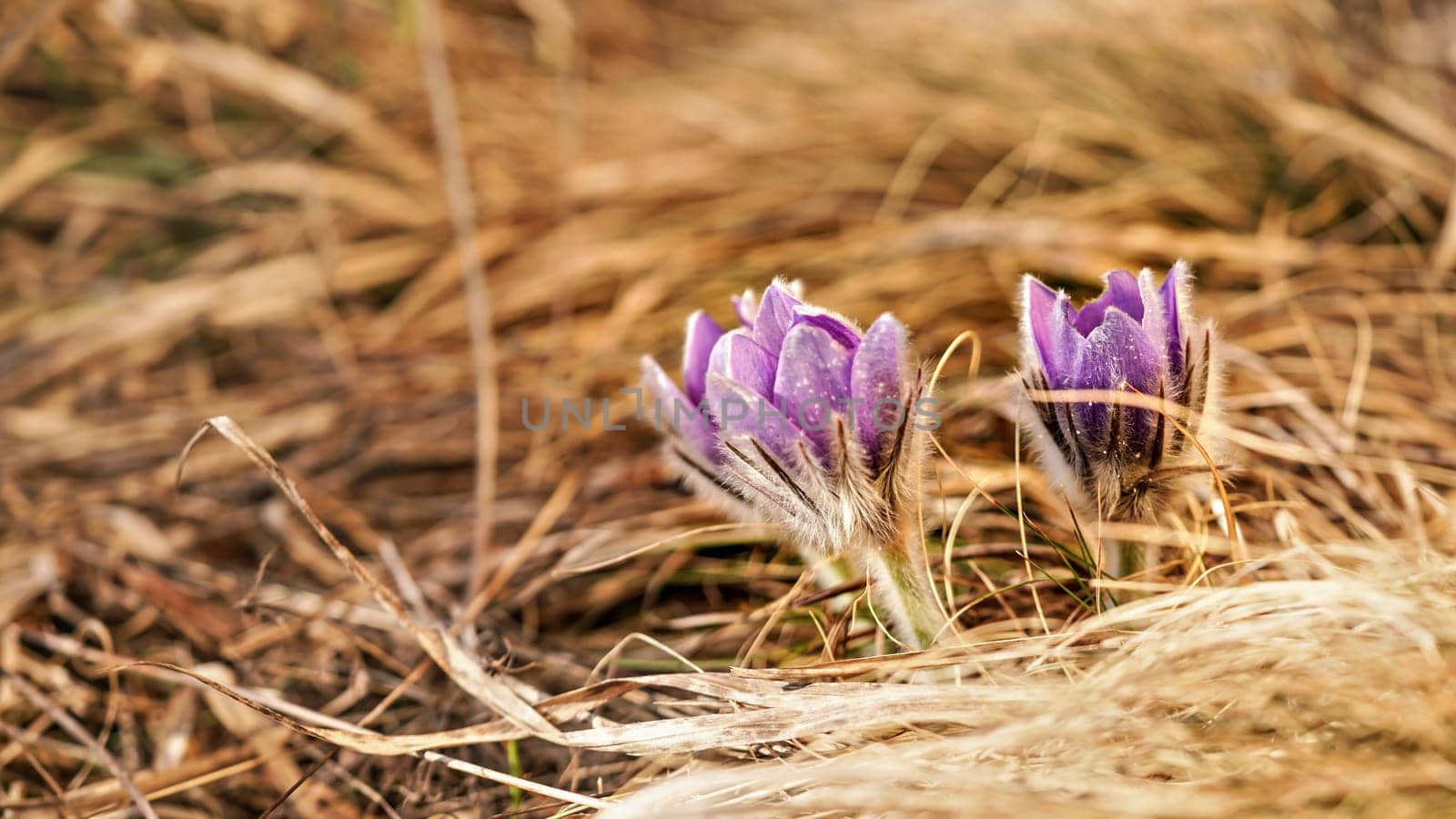 Purple greater pasque flower - Pulsatilla grandis - growing in dry grass, close up detail by Ivanko