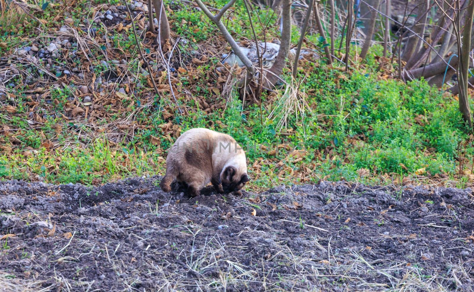 Cute siamese outdoor cat sniffs soil by green shrubs on winter day. High quality photo