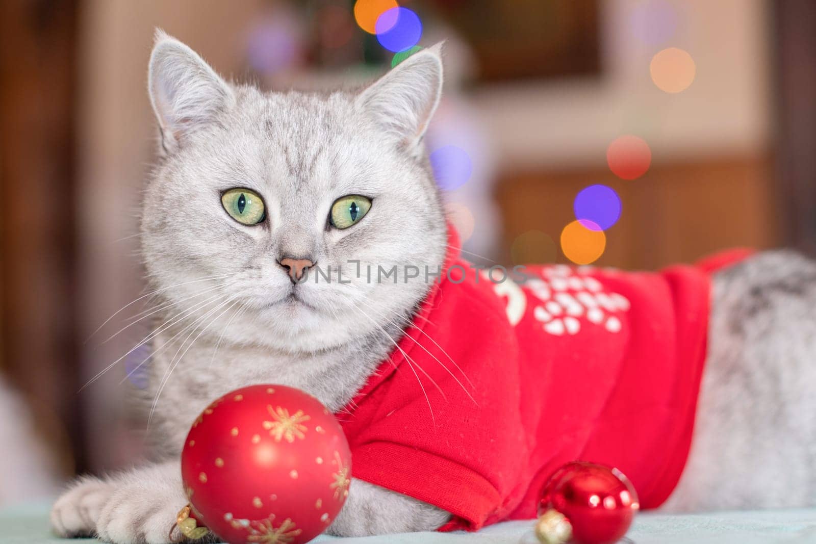 Cat Dressed as Santa Claus with red Christmas ball in its paws, sits on a table in front of a Christmas tree shining with a bright garland of multi-colored lights, holiday with pets,High quality photo