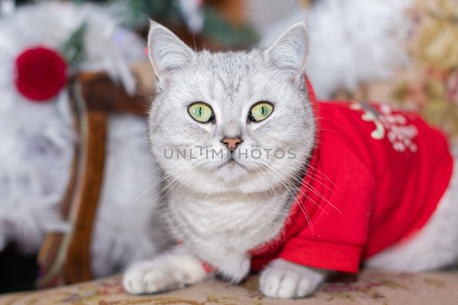 kitten in a red jacket, like Santa Claus, sits on a chair with a Christmas tree, holiday with pets, high quality photo