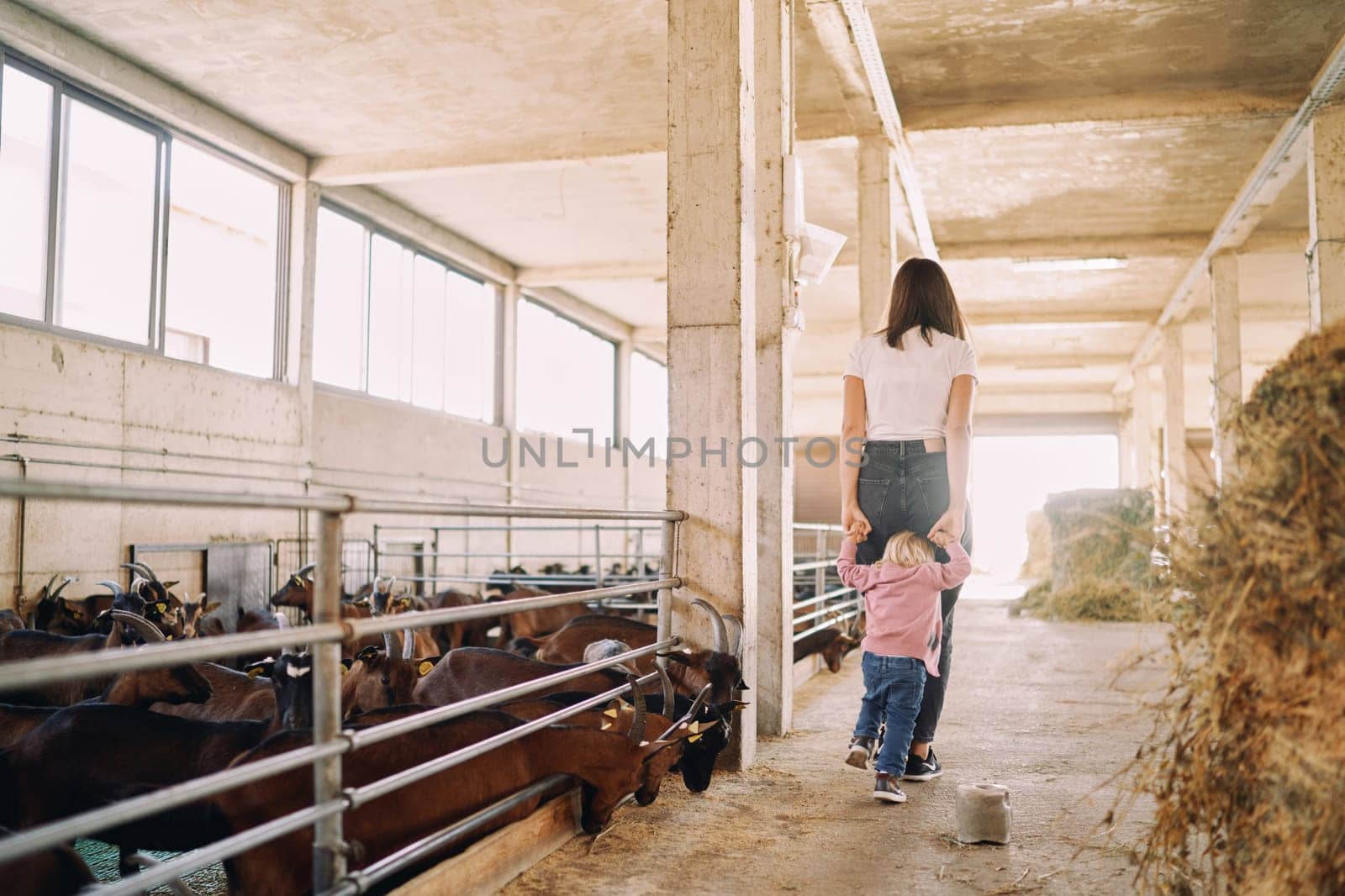 Little girl follows her mother, holding her hands, past the goat pens. Back view by Nadtochiy