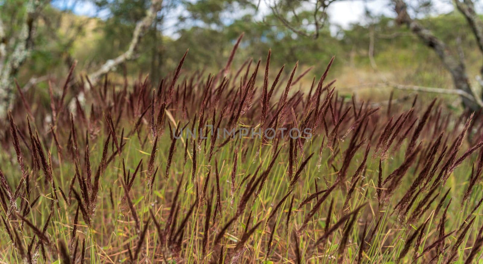 Close-up shot of brown wild grass with a blurry nature backdrop in daylight.