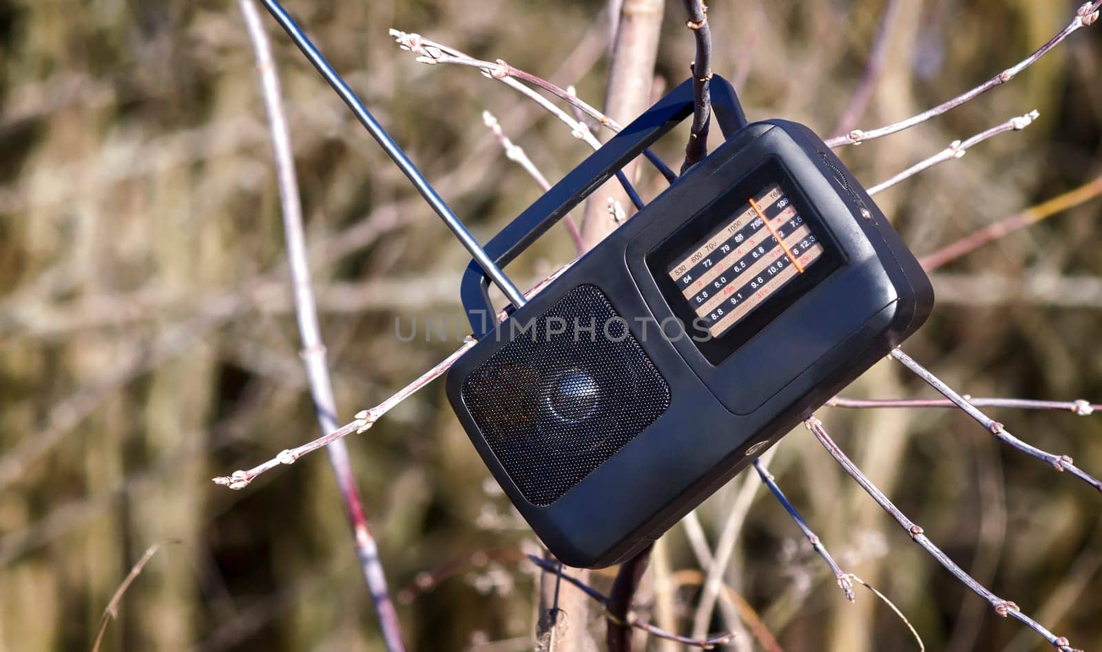 On the branches of the tree hangs a small radio on batteries during a picnic in the woods.