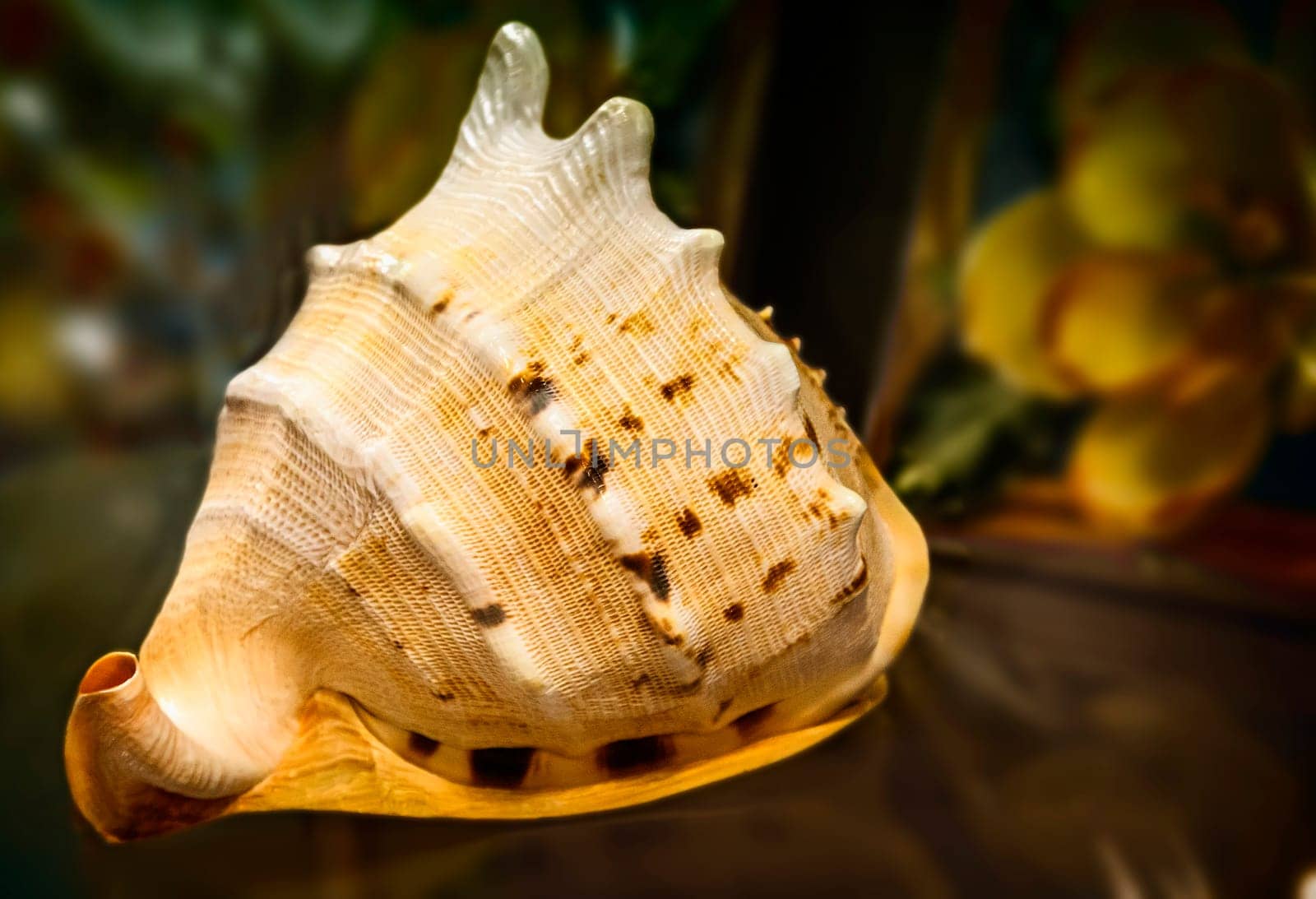 Still life: on the surface of the table is a big beautiful sea shell.