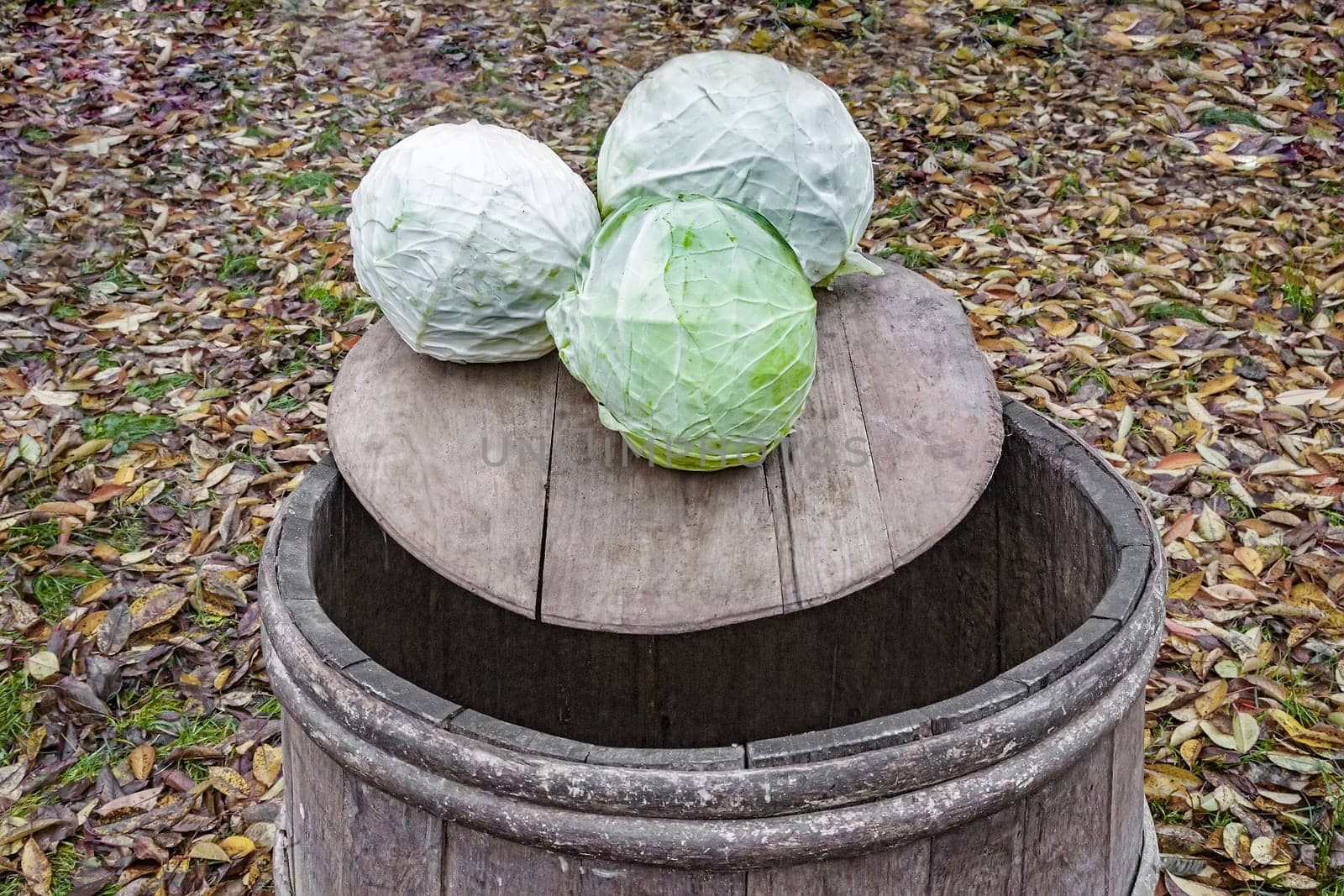 Old oak barrels with wooden hoops on the ground surrounded by yellow leaves. On the lid of the barrel is the cabbage for pickling.