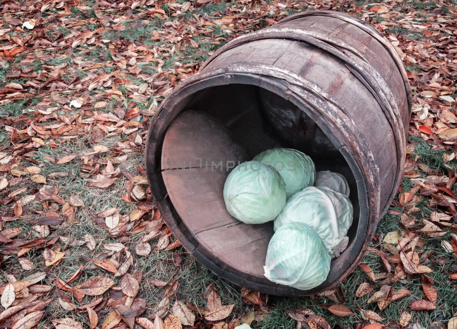 Oak barrel and cabbage on a background of autumn leaves. by georgina198