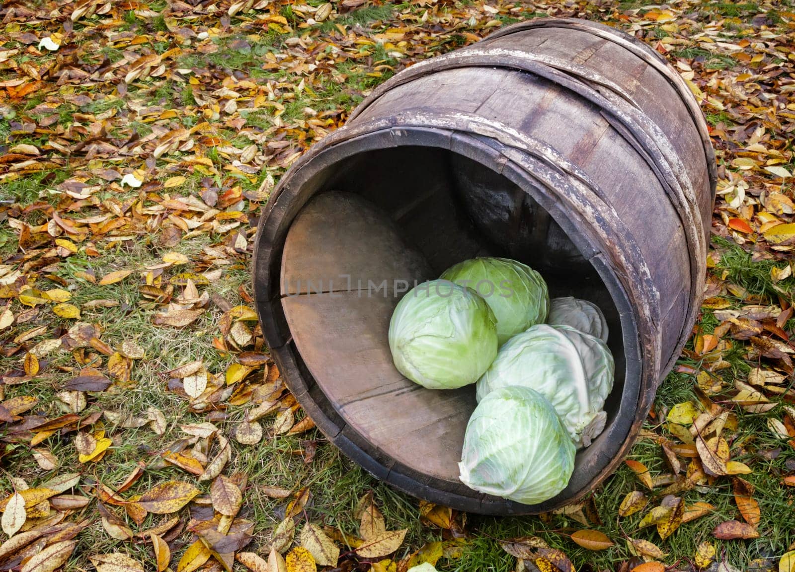 Old oak barrels with wooden hoops on the ground surrounded by yellow leaves. On the lid of the barrel is the cabbage for pickling.