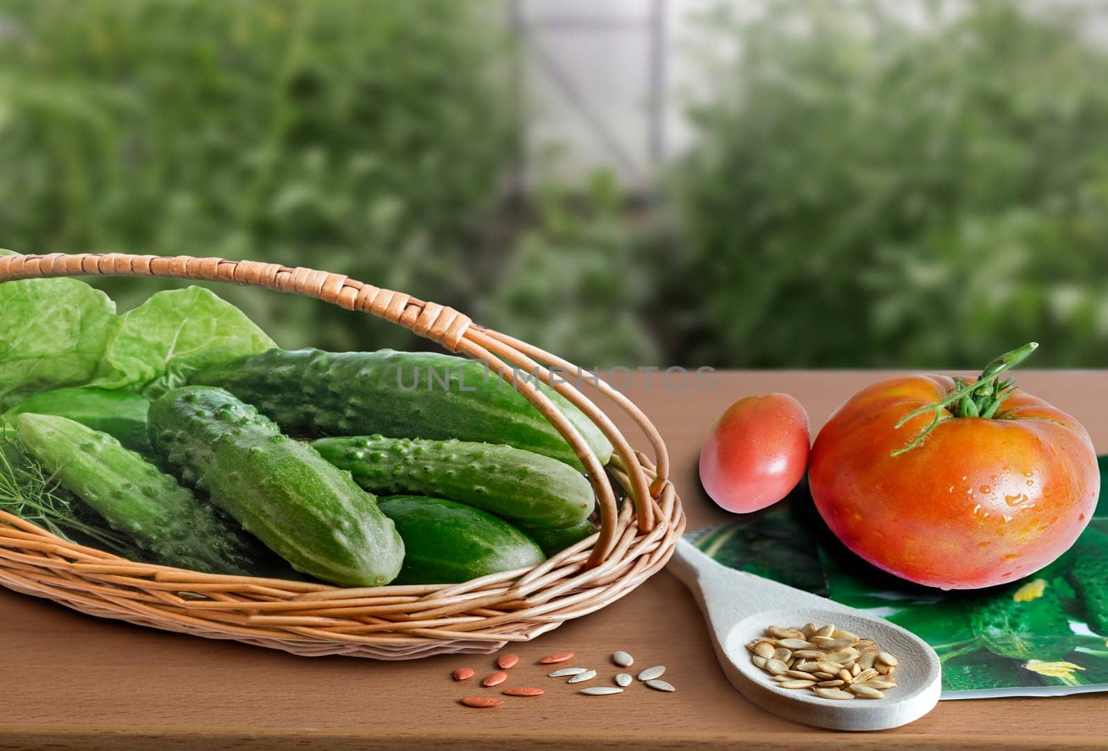 Tomatoes, green cucumbers in the basket and cucumber seeds on a wooden countertop. Presented at the blurred background of the greenhouse.