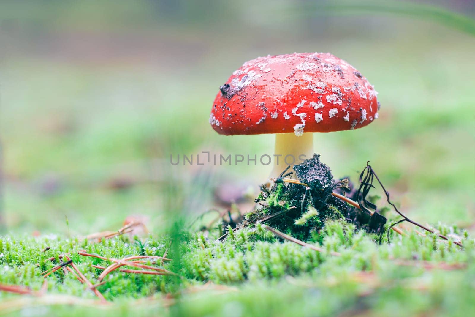 Amanita Muscaria, Known as the Fly Agaric or Fly Amanita by InfinitumProdux