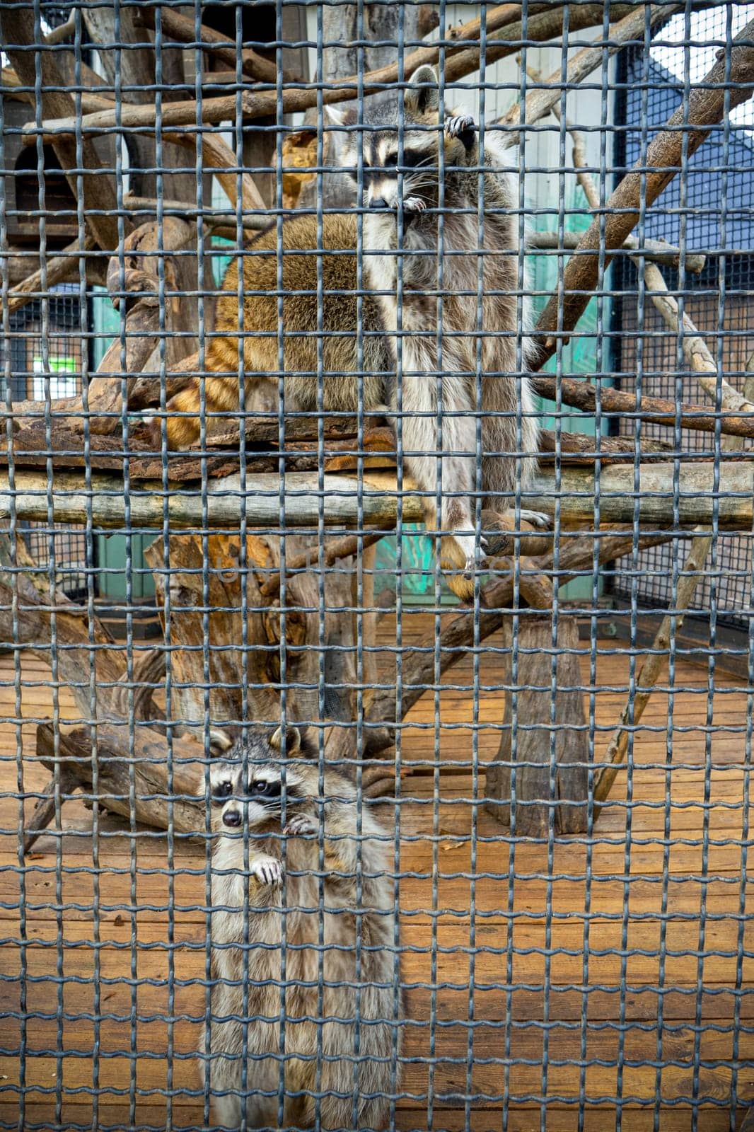 raccoons in cage. The raccoon holds onto the bars with its paws