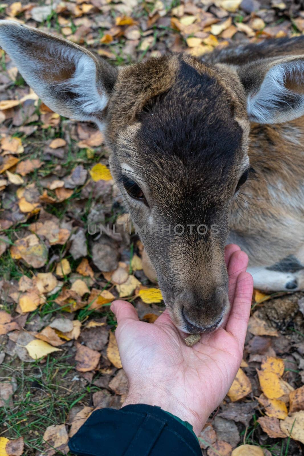 spotted fawn eats from human hand