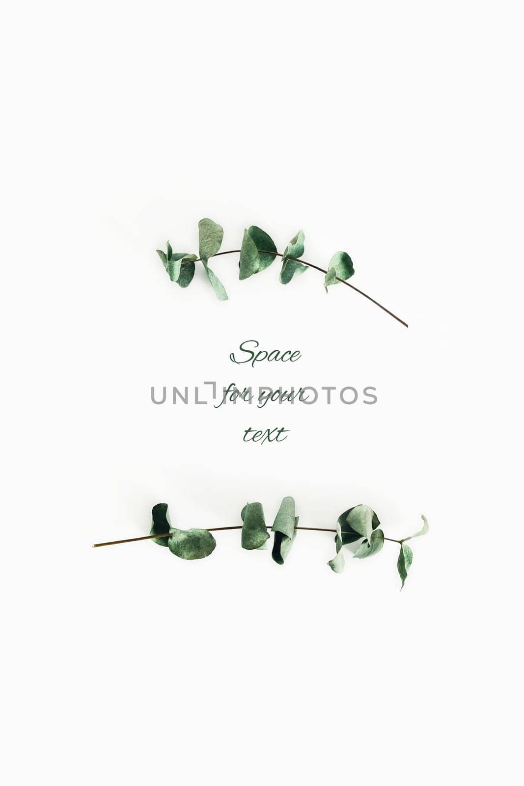 A holiday card with two sprigs of eucalyptus on a white isolated background.
