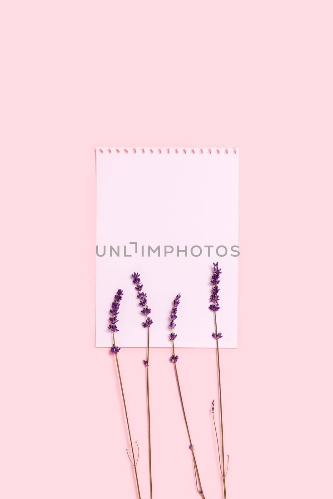 Greeting card with sprigs of lavender on pink background and a sheet of paper painted with watercolors. Vertical postcard.
