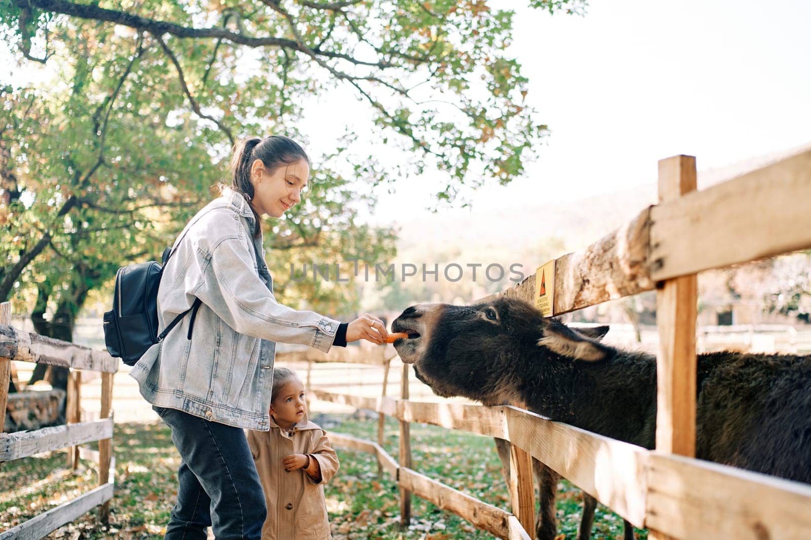 Little girl looks at a donkey eating a carrot from her mom hand through a fence on a ranch by Nadtochiy