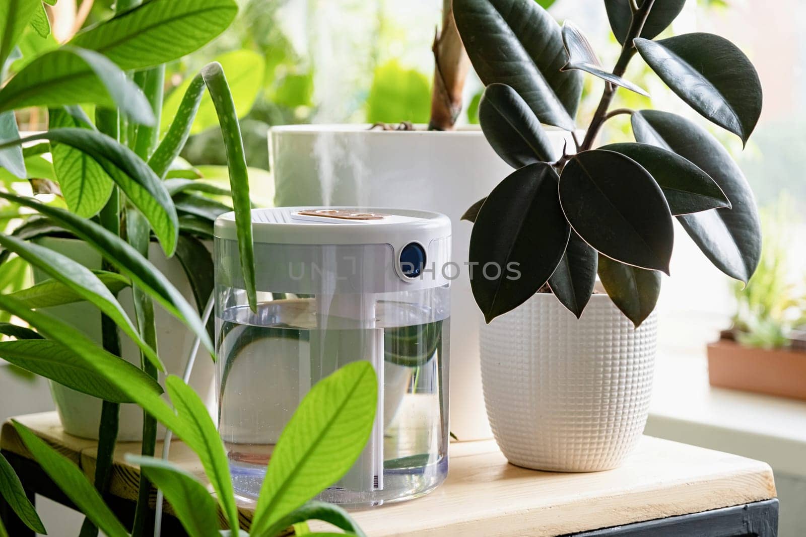 steam from the air humidifier during heating period, surrounded by houseplants. Plant care. Increasing moisture in the apartment.