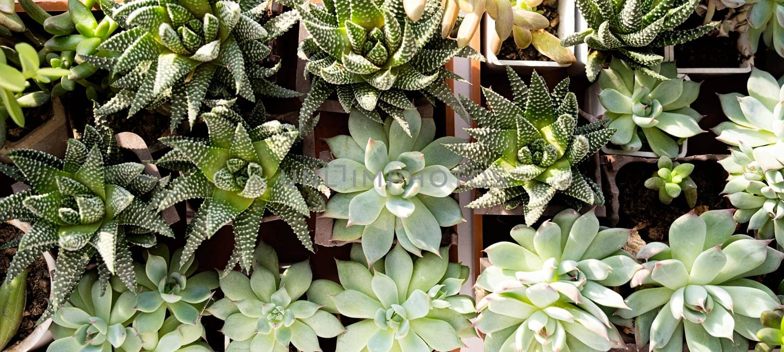 many beautiful Succulent plants top view by Desperada