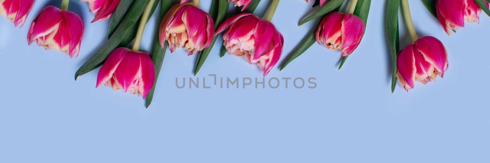 Greeting web banner with bouquet of tulips on blue background and place for your text.