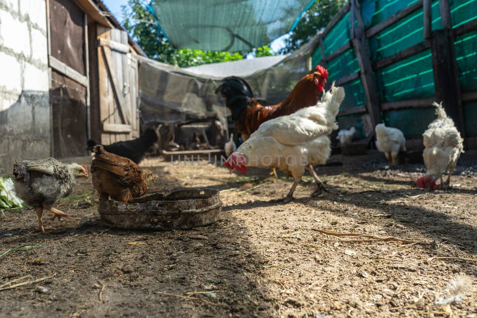 rooster and hens in chicken coop. Home farm in village. by paca-waca