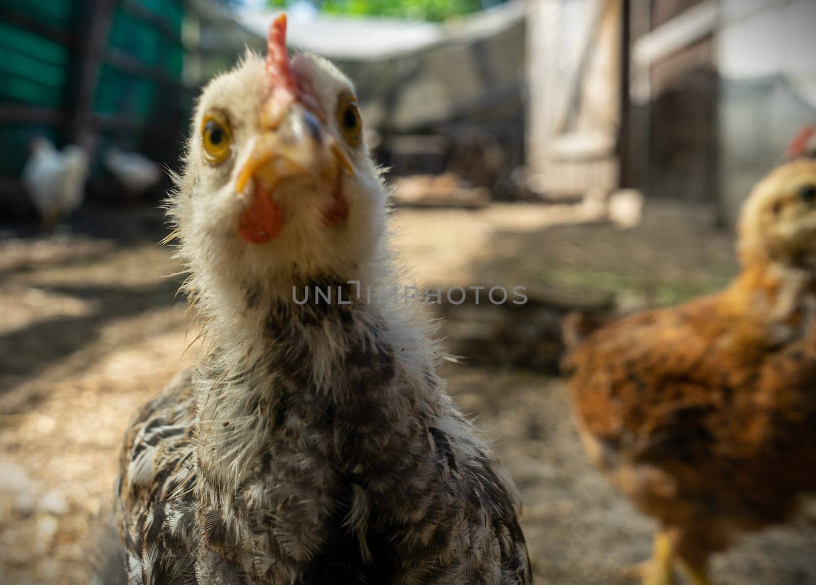 chicken looks into the lens in coop. Home farm in village