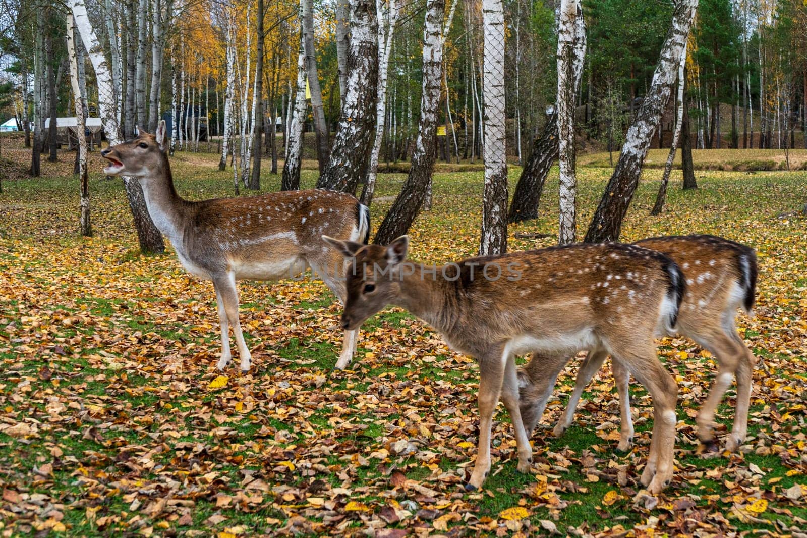 Wild spotted deers in the park