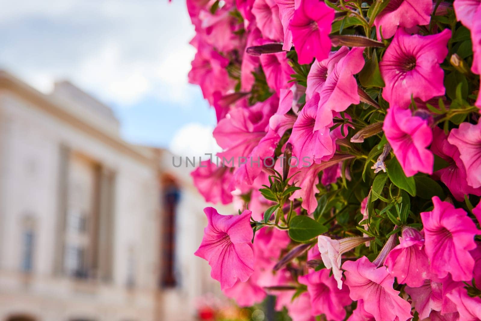 Vibrant Pink Petunias in Urban Setting, Eye-Level Perspective by njproductions