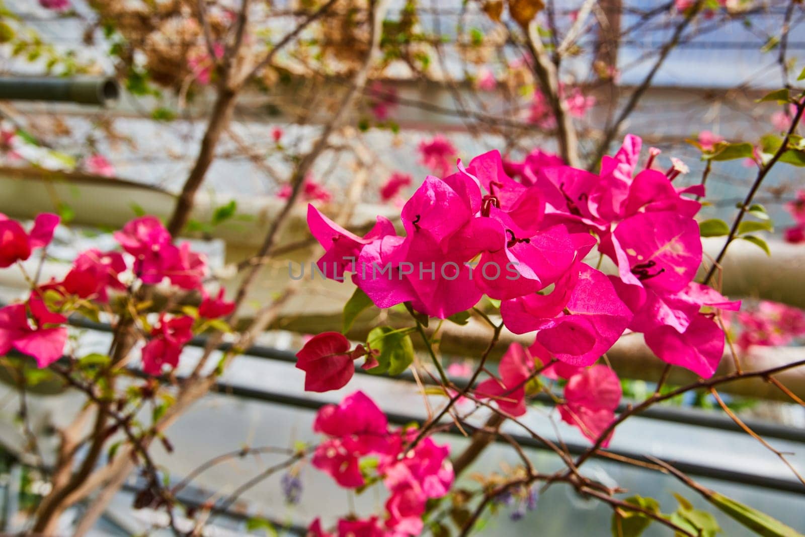 Blooming pink bougainvillea flowers in a Muncie, Indiana city conservatory, encapsulating urban gardening and natural beauty, 2023