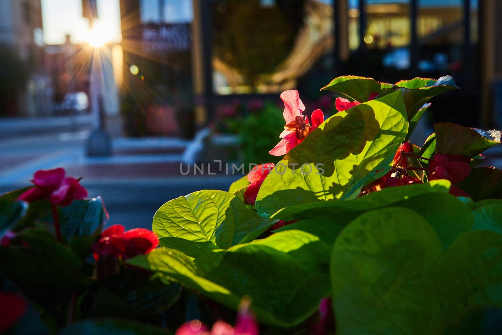 Early morning sunrise illuminates a vibrant urban garden in downtown Muncie, Indiana, highlighting the peaceful coexistence of nature and city life.