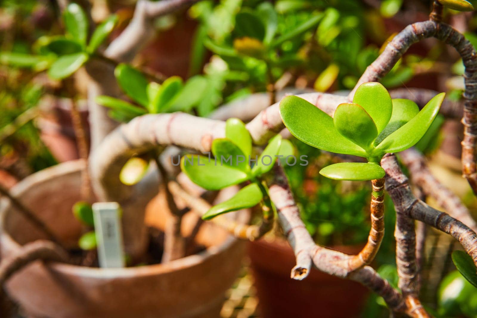 Vibrant Green Succulent in Garden - Close-Up Perspective by njproductions