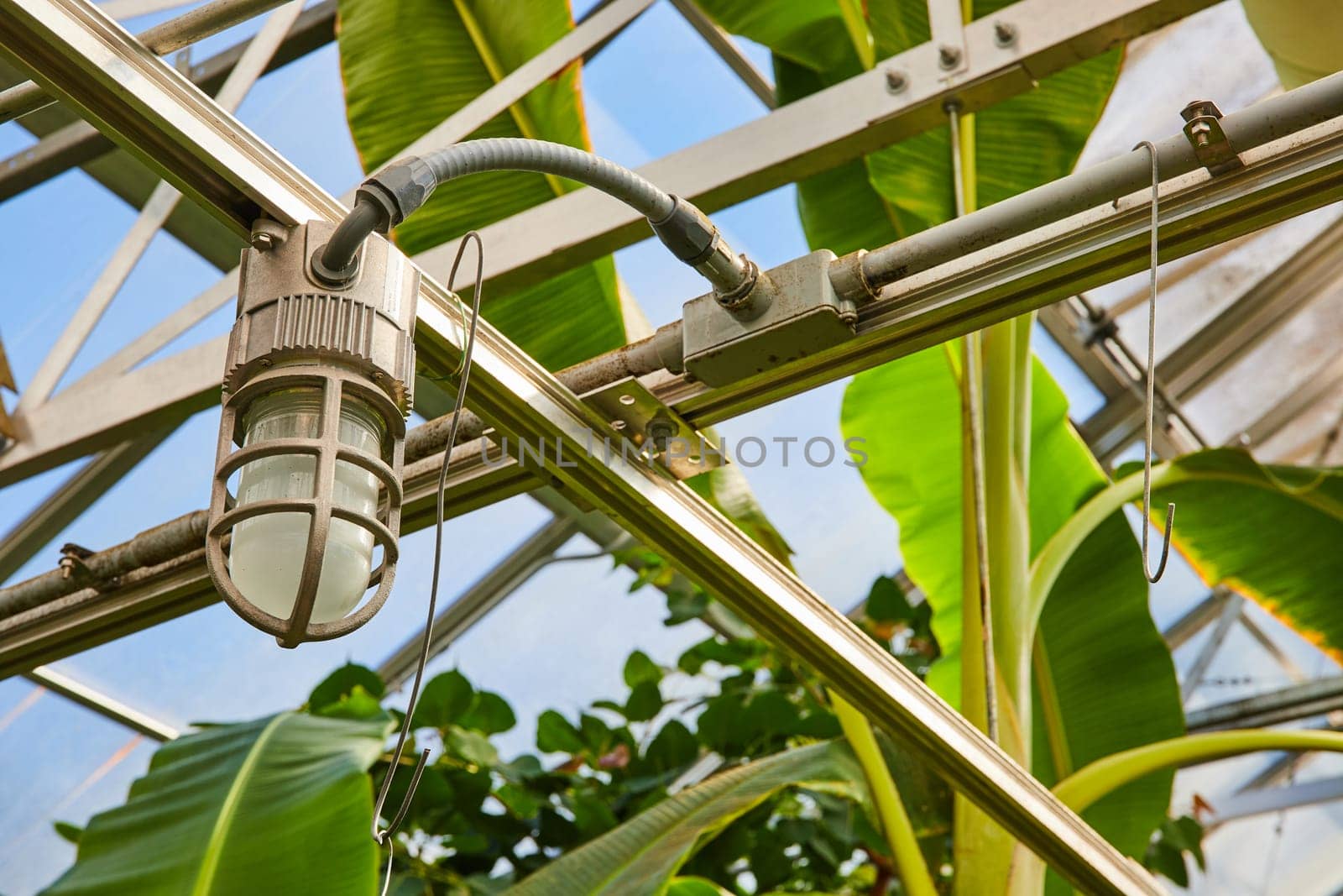 Industrial light fixture illuminating thriving plants in a Muncie, Indiana greenhouse, showcasing sustainable technology in modern agriculture.