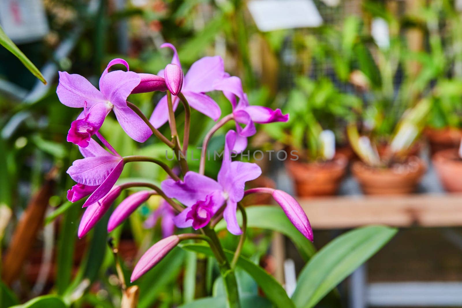 Vibrant Purple Orchids in Soft-focus Greenhouse Setting by njproductions