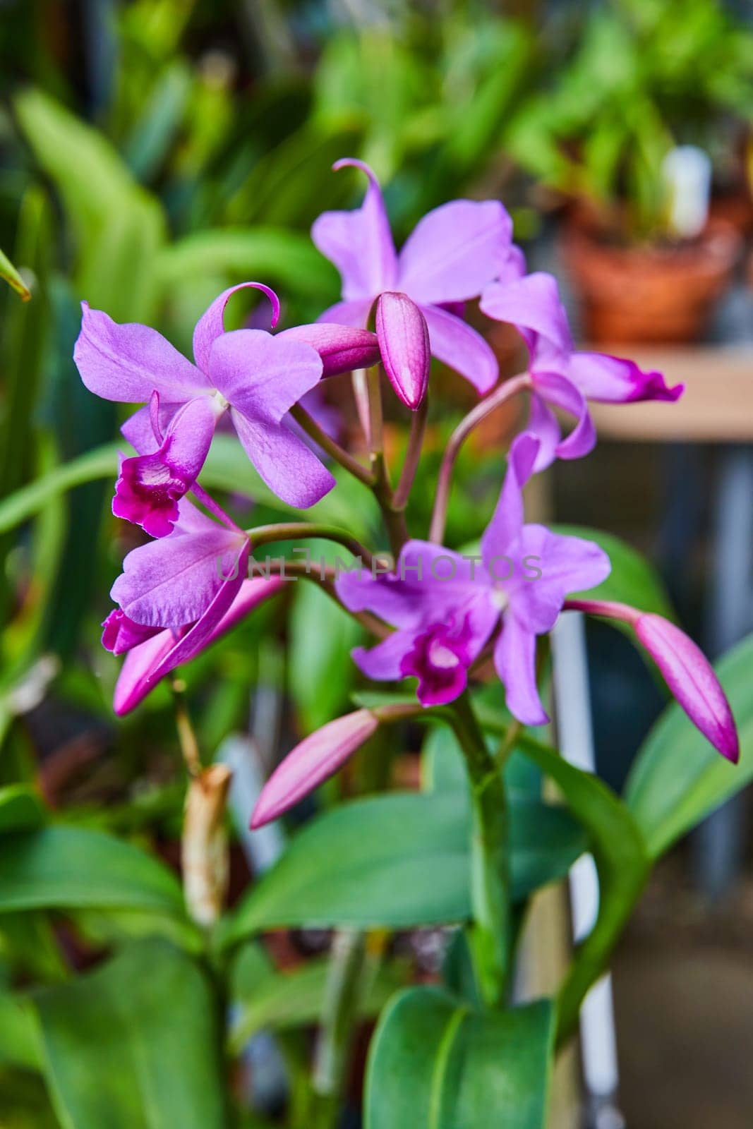 Vibrant Purple Orchids in Greenhouse, Shallow Depth Focus by njproductions