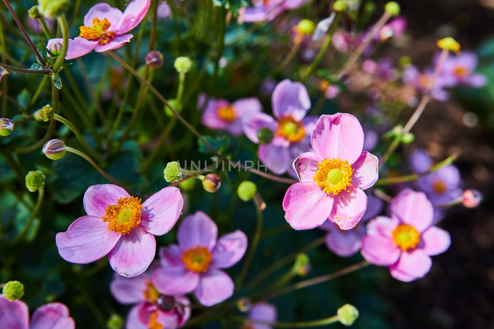 Vibrant Japanese Anemone Cluster with Lush Foliage Close-Up by njproductions