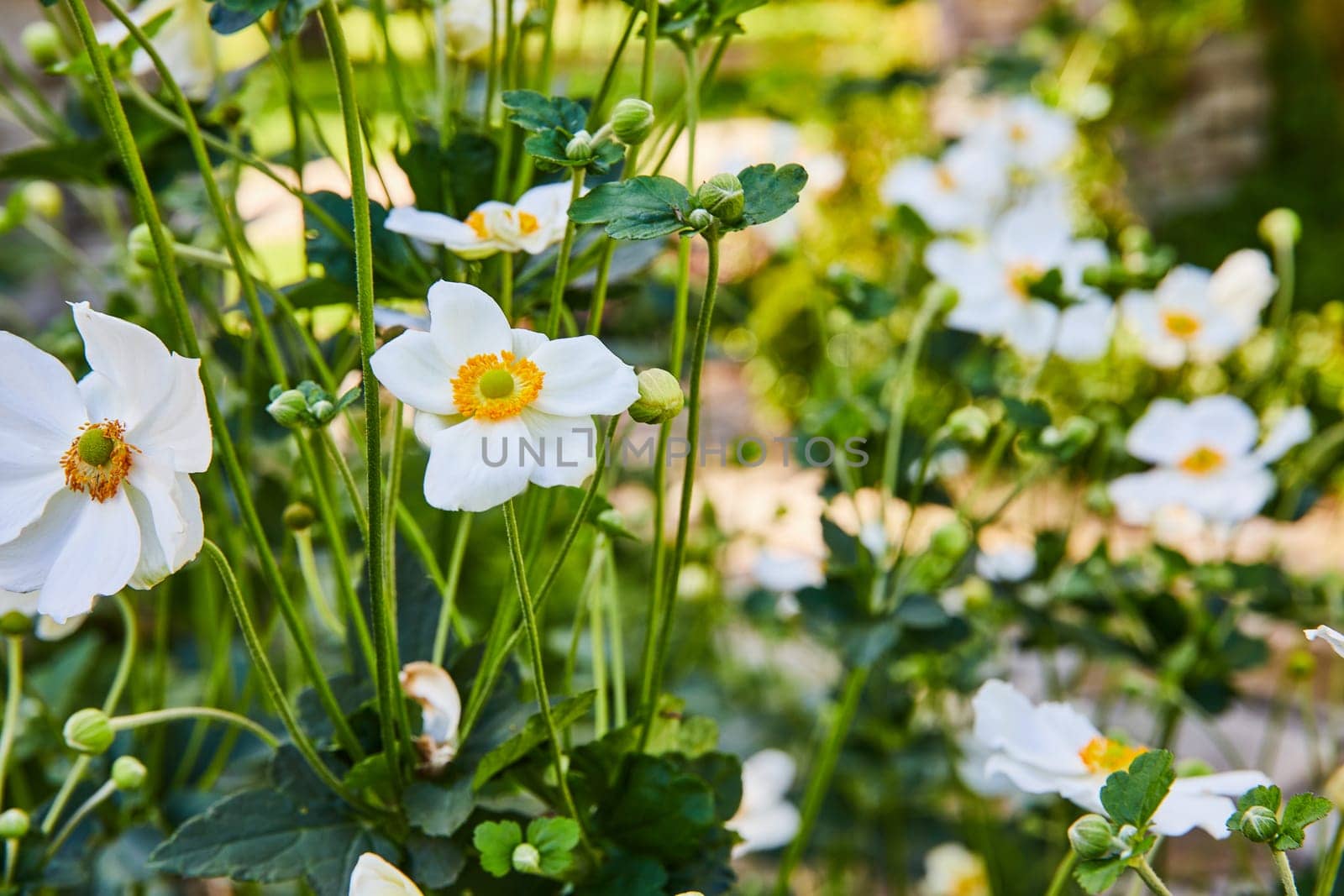 Vibrant close-up of white anemones in full bloom, showcasing intricate details and serene beauty, at Botanic Gardens, Elkhart, Indiana in 2023