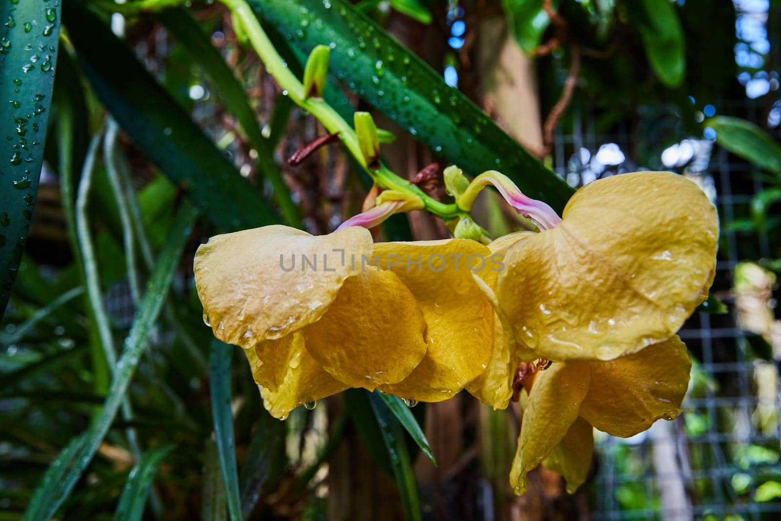 Vibrant yellow orchid with dew drops in a tropical greenhouse setting, Muncie, Indiana, 2023 - symbol of natural beauty and tranquility