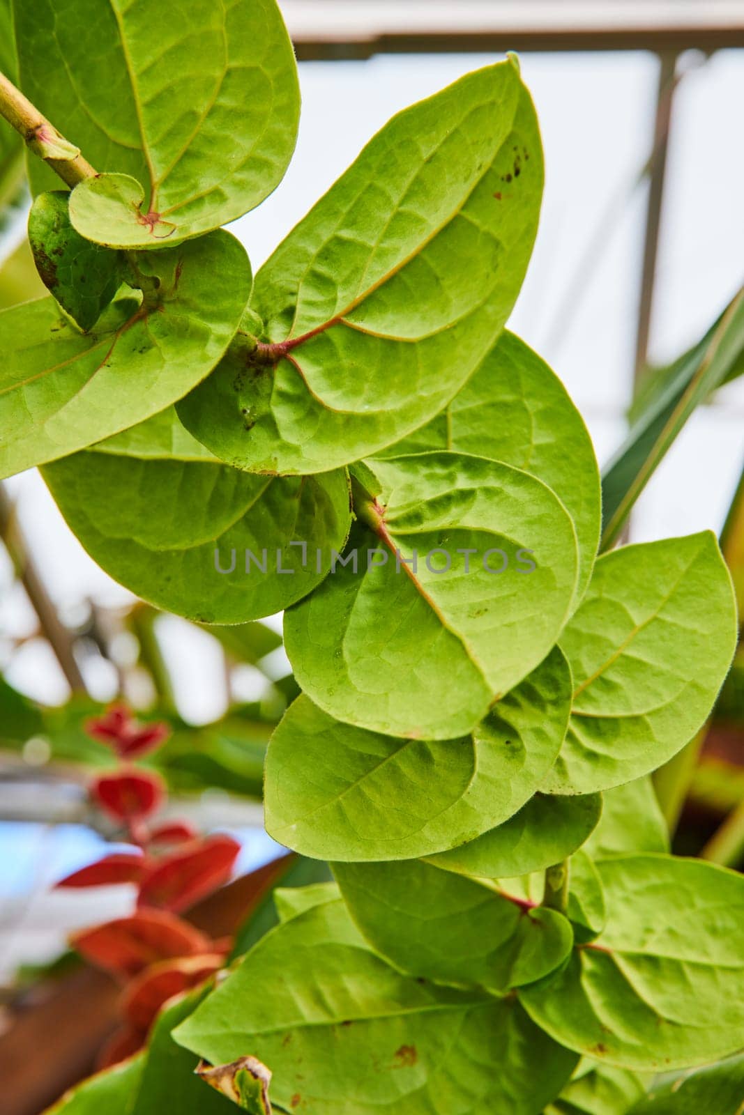 Vibrant Green Leaves Close-Up in Muncie Conservatory, Indiana - Embodying Growth and Green Living