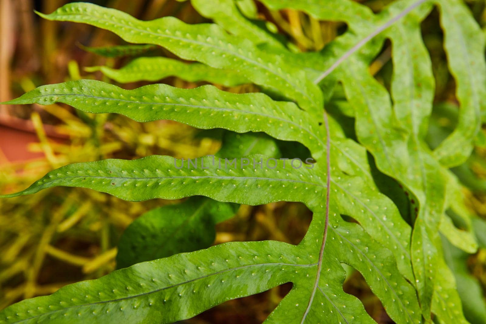 Close-up of dew-kissed green fern leaves in a Muncie, Indiana conservatory, capturing natural beauty and growth in vibrant detail