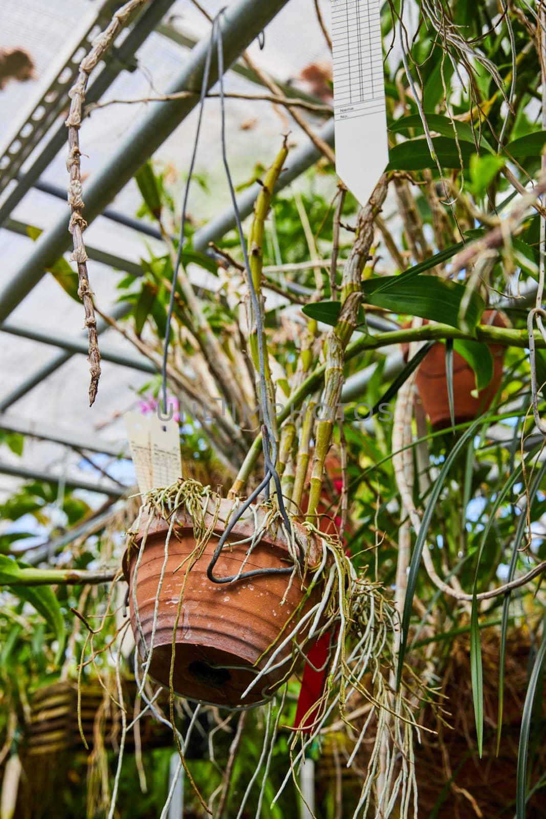 Vibrant Greenhouse Scene with Hanging Terracotta Pot in Muncie, Indiana Conservatory, 2023