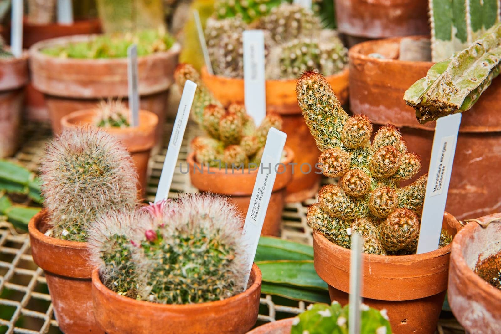 Rustic Cacti Collection in Terracotta Pots with Labels, Eye-Level View by njproductions