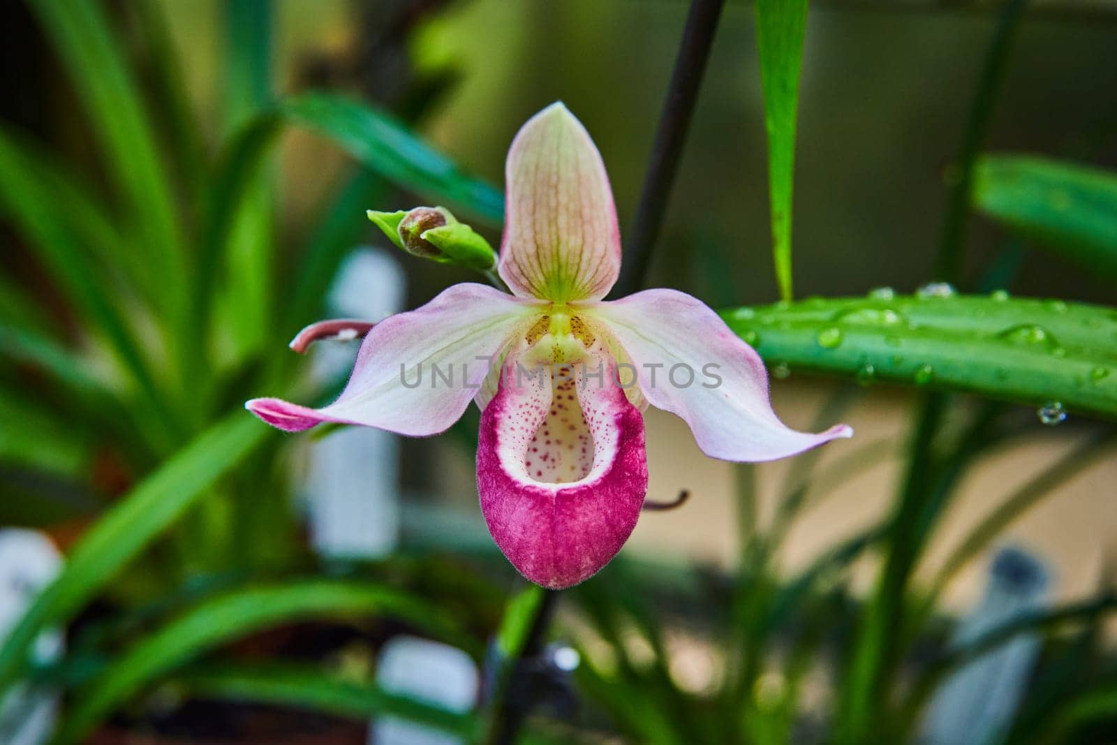 Elegant Paphiopedilum Orchid with Water Droplets, Close-Up View by njproductions