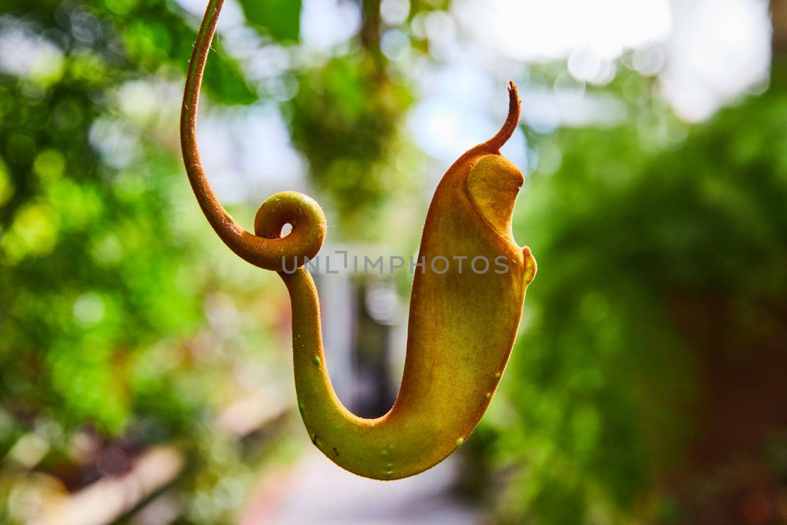 Climbing Pitcher Plant Tendril with Bud in Soft Light by njproductions