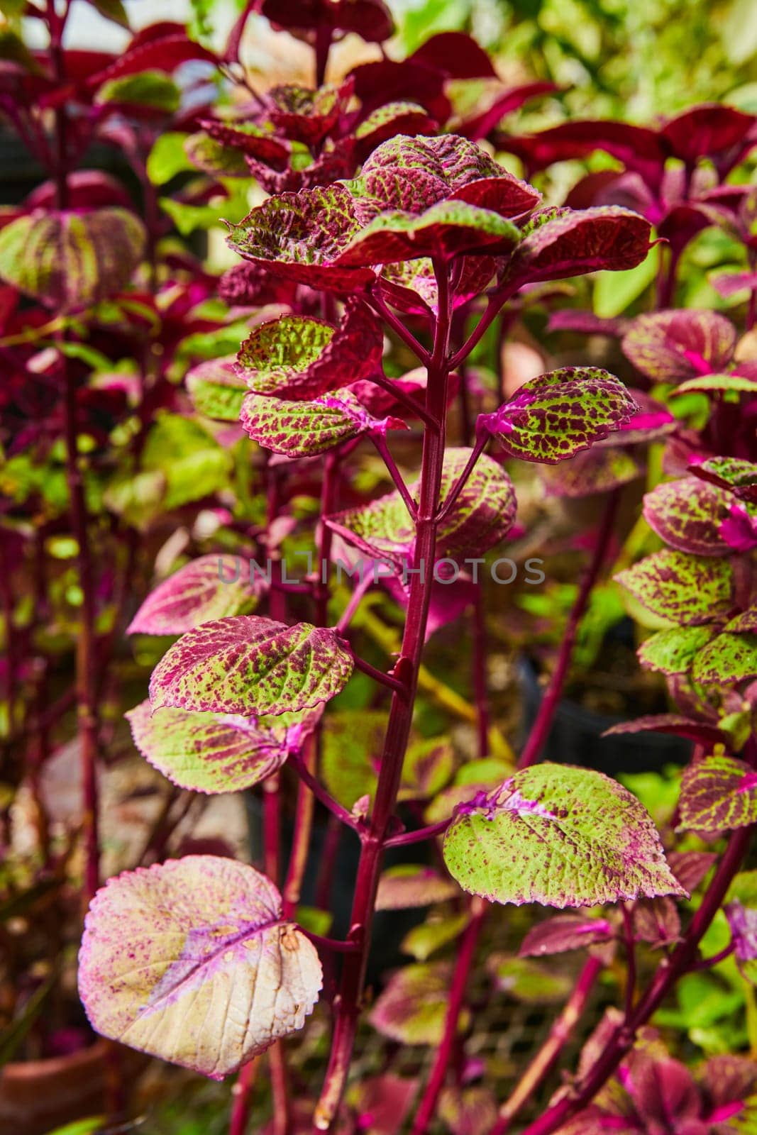 Vibrant Exotic Foliage Close-up in Conservatory Garden by njproductions