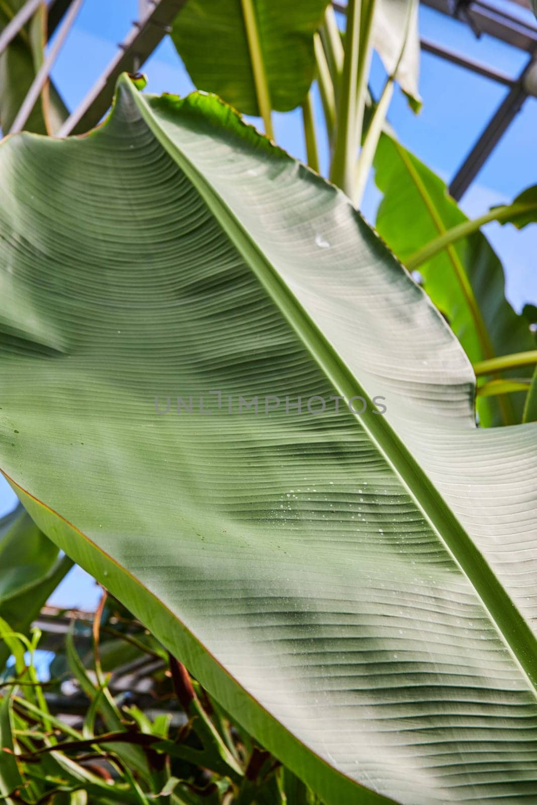 Vibrant Green Banana Leaf Under Bright Sunlight in Indiana Greenhouse, 2023