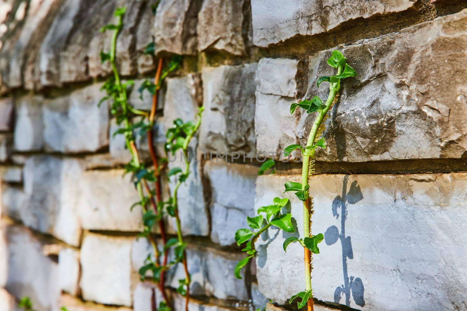 Resilient vine climbing a textured stone wall in Elkhart's Botanic Gardens, Indiana, symbolizing growth and natural beauty in urban spaces.
