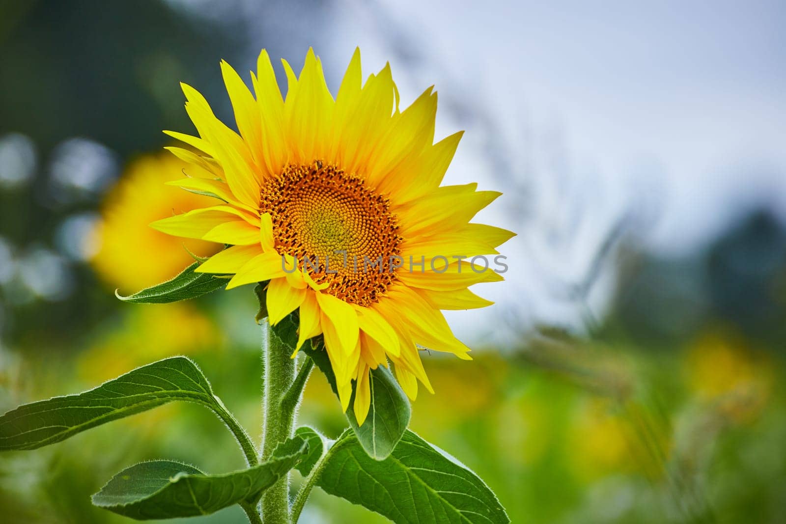 Vibrant Sunflower Close-Up in Goshen Field, Soft Natural Light by njproductions