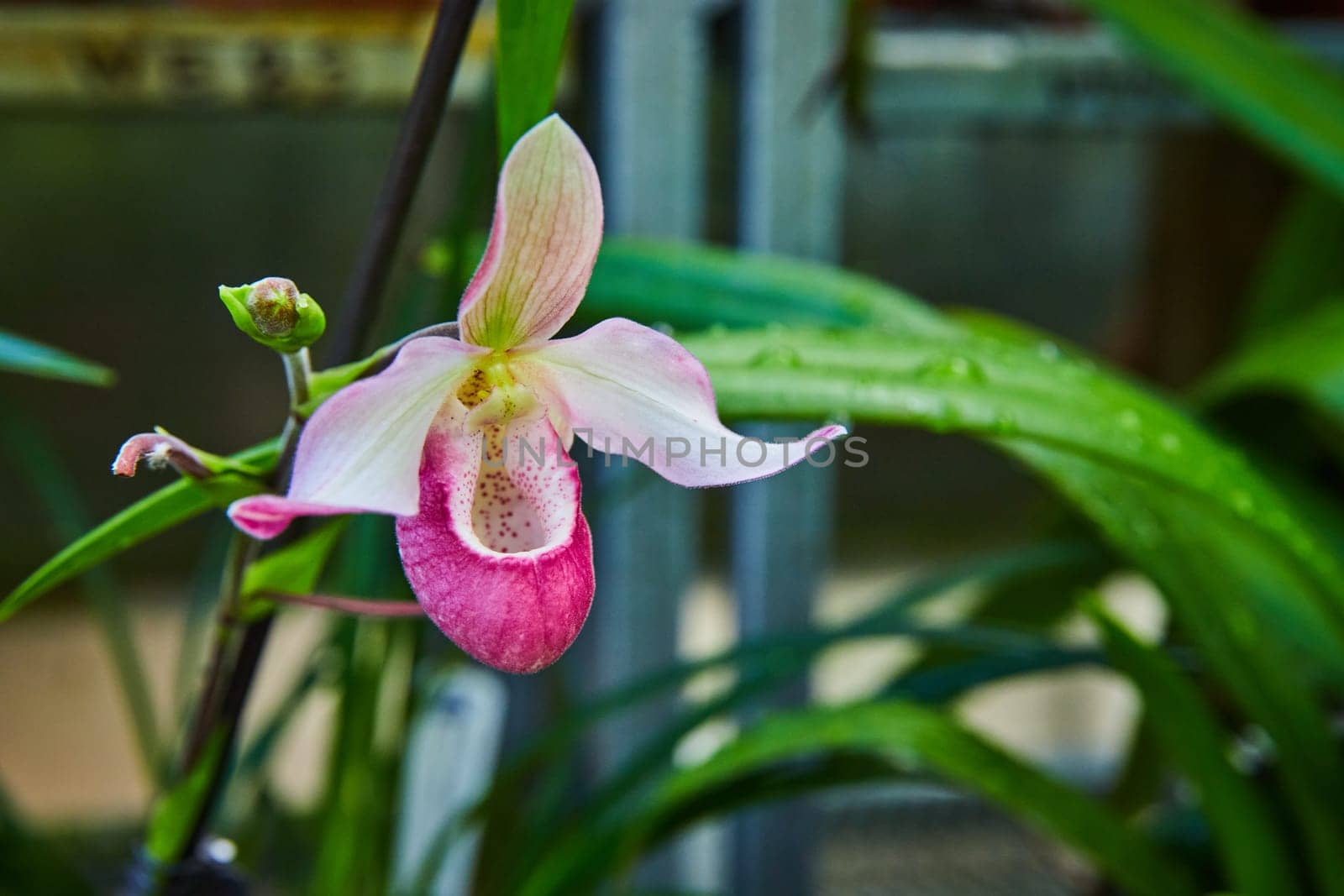 Close-up of a vibrant orchid with color transitions and water droplets, in a Muncie, Indiana greenhouse, 2023