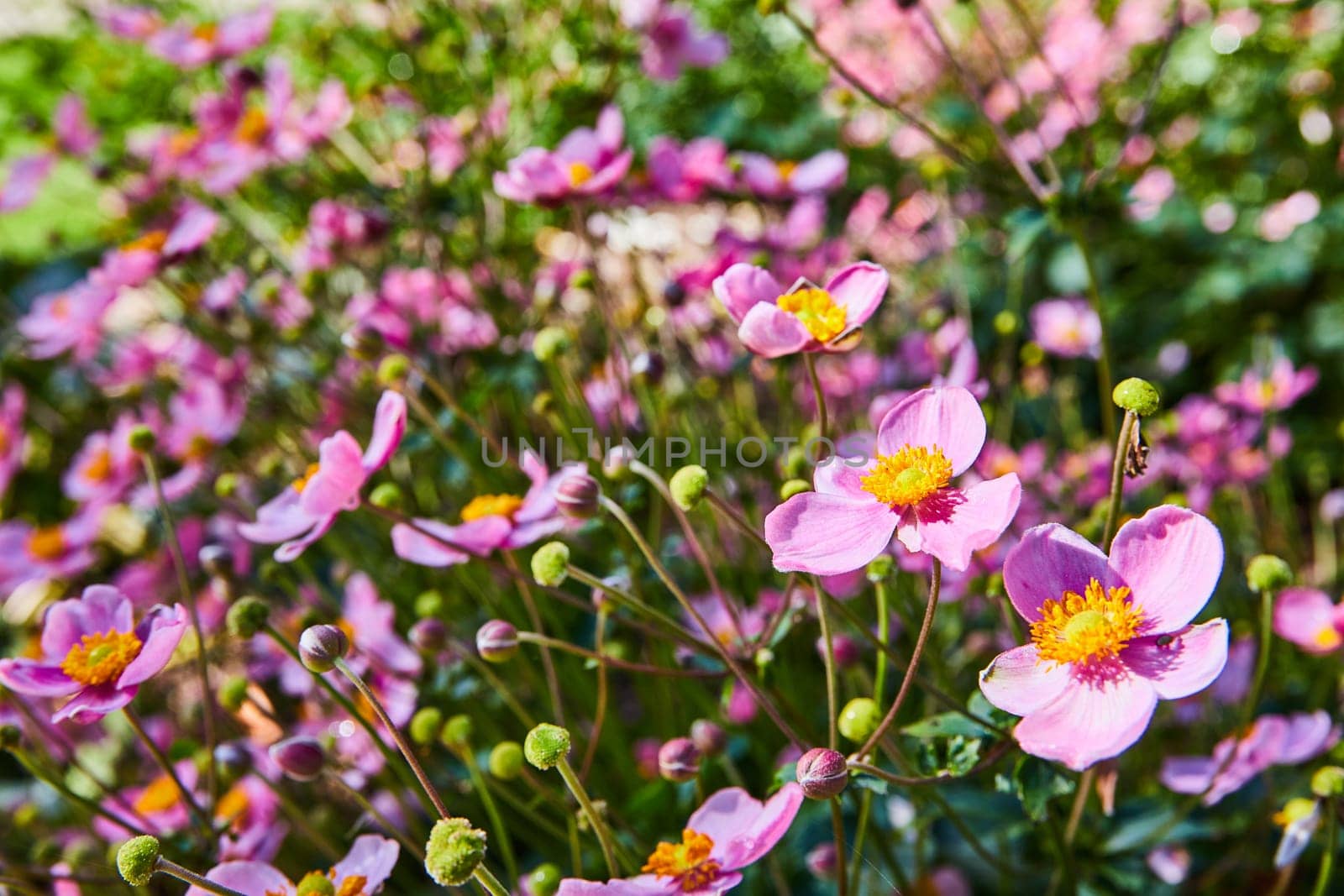 Vibrant Spring Anemones Blooming in Elkhart Indiana Botanic Gardens, 2023 - A Serene Floral Display with Pink Petals and Yellow Centers