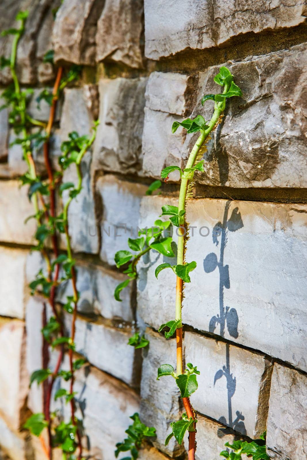 Vibrant green vine climbing a rustic stone wall, casting leaf-shaped shadows in the sunlight, Botanic Gardens, Elkhart, Indiana, 2023