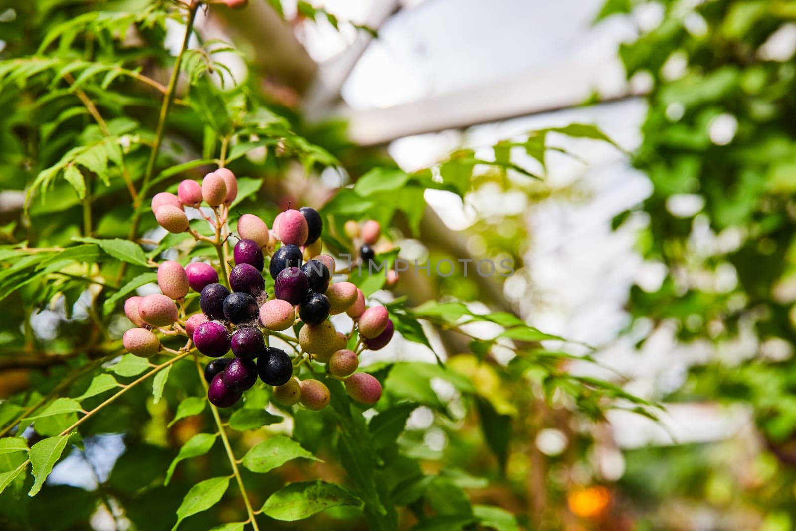 Vibrant Berries in Progressive Ripeness with Bokeh Foliage Background by njproductions