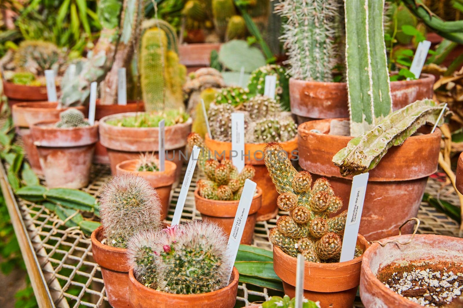 Vibrant array of cacti and succulents in terracotta pots at a well-maintained greenhouse in Muncie, Indiana, 2023