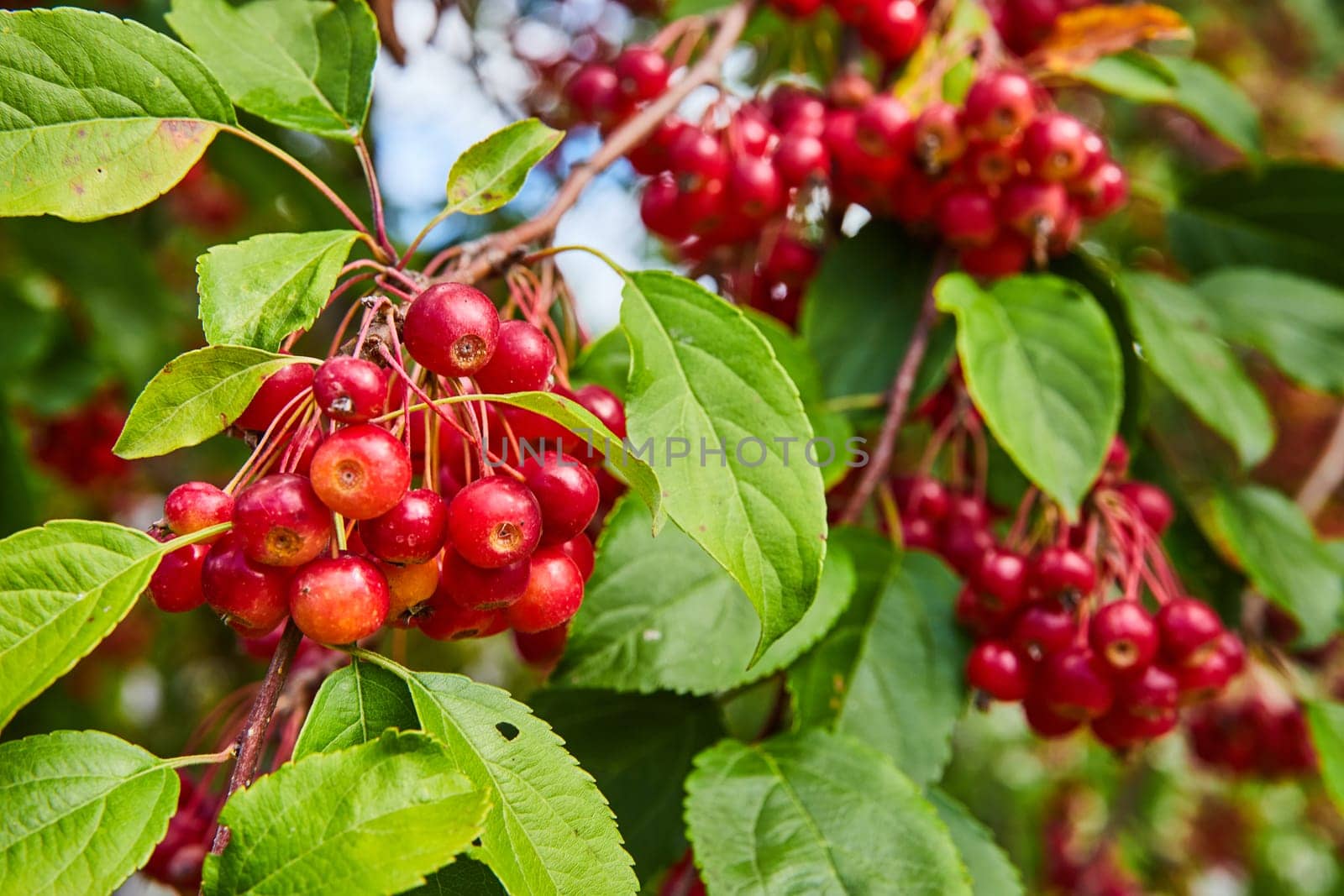 Vibrant close-up of ripe cherries on a tree bathed in natural light, showcasing the bounty of nature in Elkhart Indiana's Botanic Gardens, 2023. Ideal for themes of agriculture, health, and wellness.